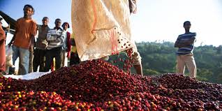DLAC Endeavor to Dream Foundation 12oz Organic Ethiopian Coffee